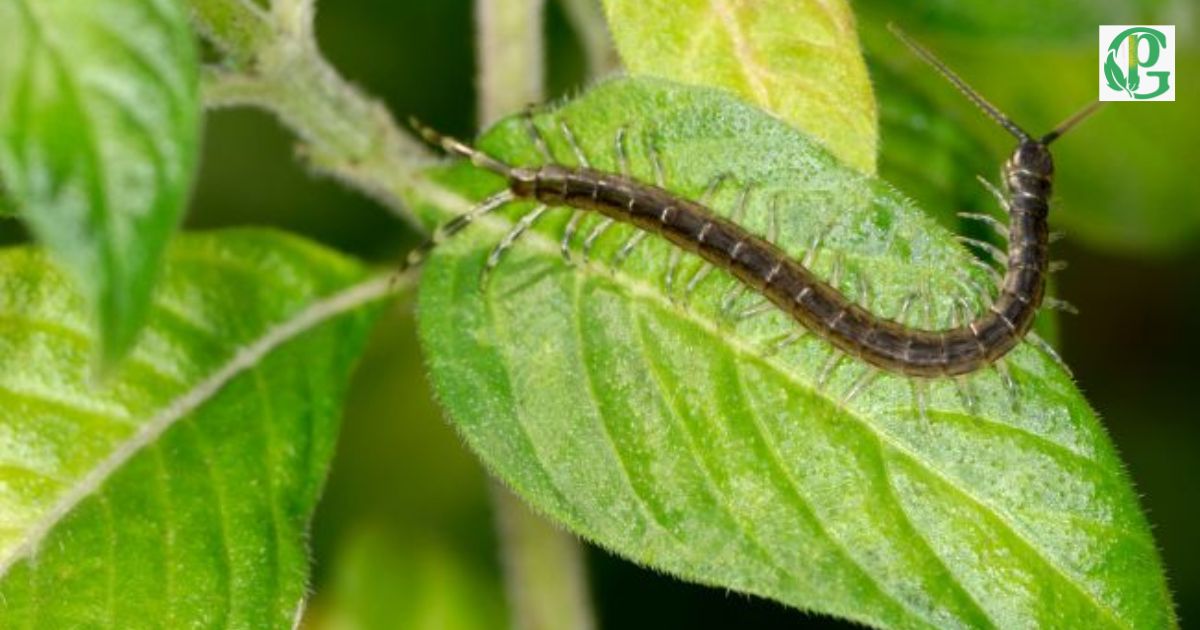 Are Centipedes Bad For Gardens?