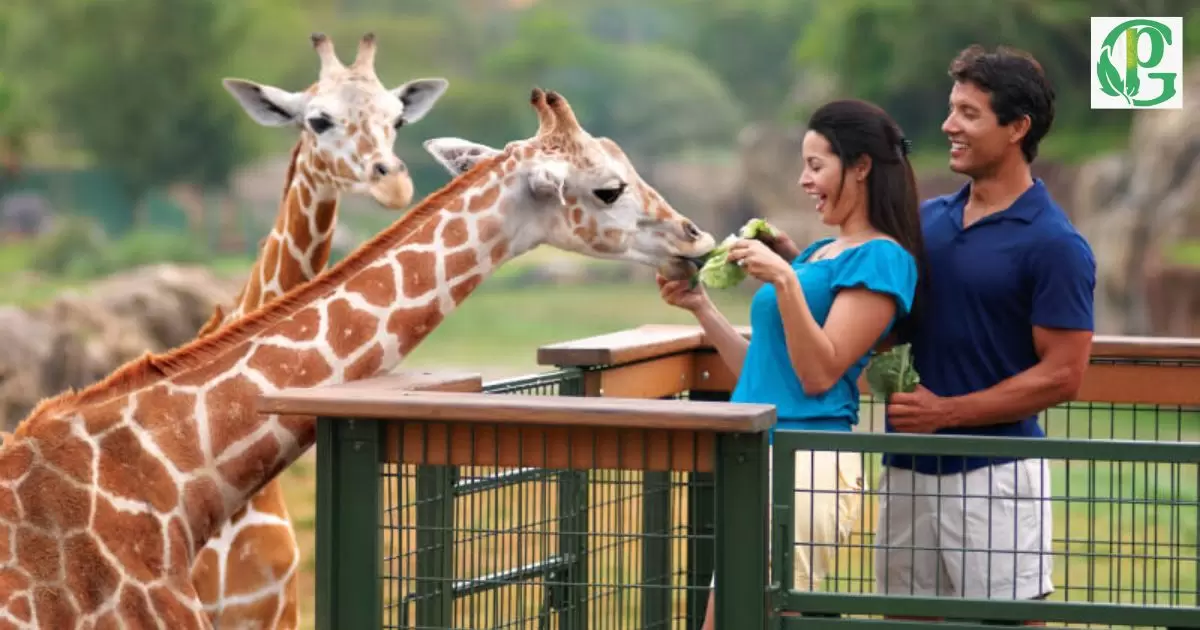 Is The Serengeti Safari At Busch Gardens Worth It?