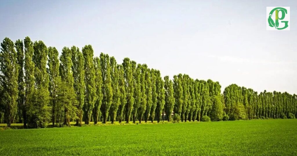 Where Do Poplar Trees Grow Best
