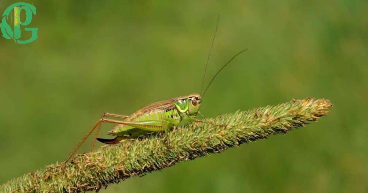 Are Crickets Beneficial to Gardens