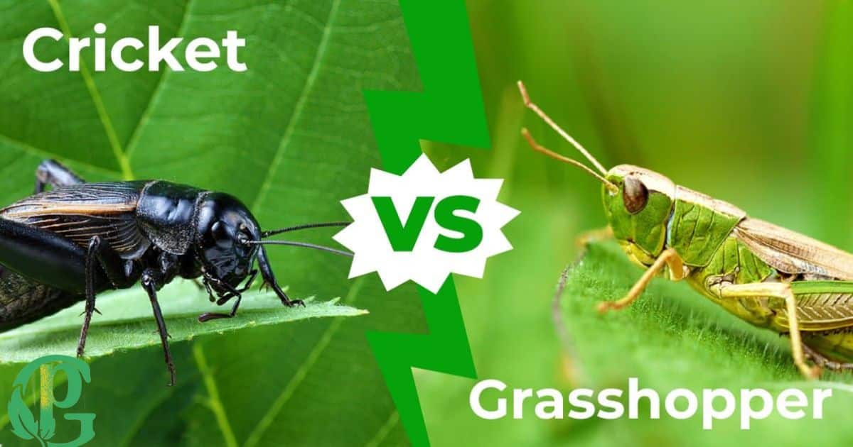 Differentiating Between Crickets and Grasshoppers