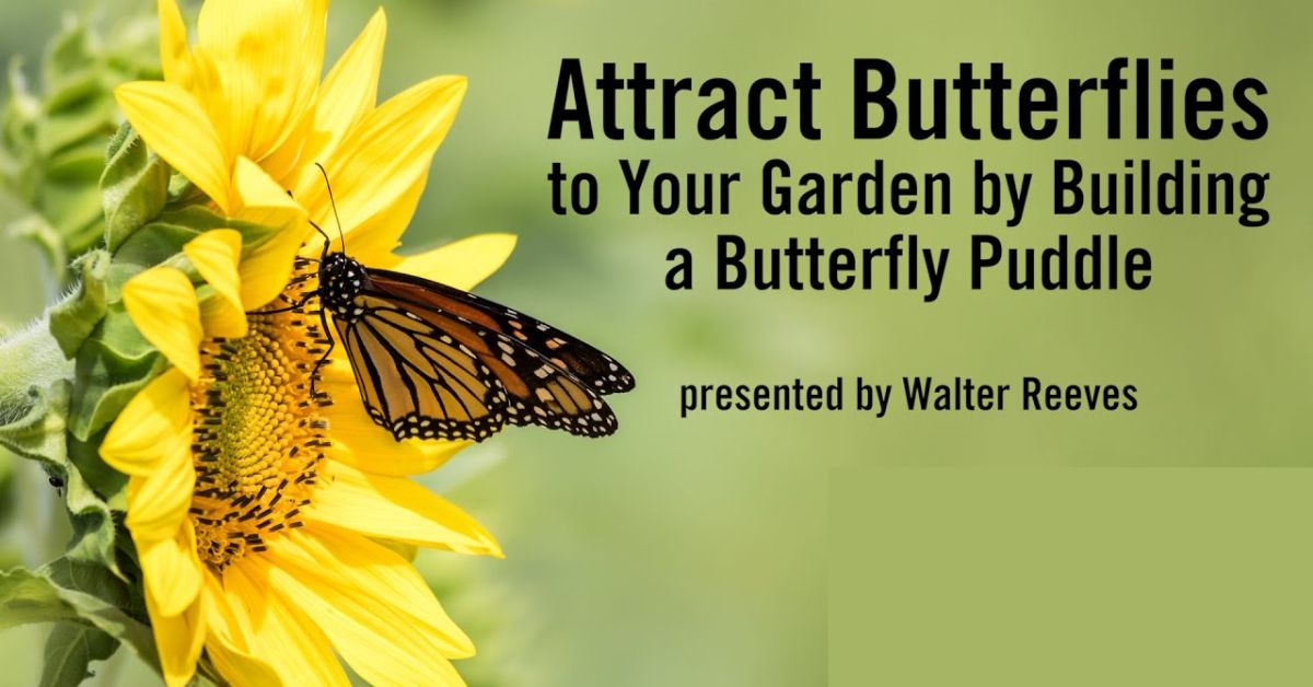 Butterflies To Your Garden