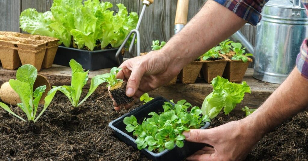 Tips for Vegetable Gardening
